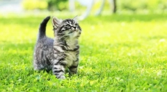 Maine-kun mačići (foto): kako podići i njegu